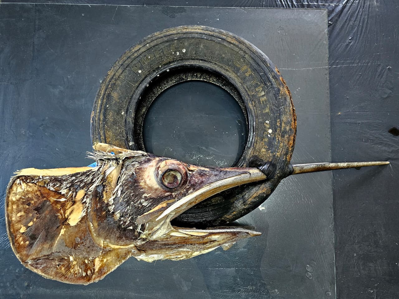 Um espaço de conscientização que apresenta dados atualizados sobre a poluição causada pelo homem em diferentes ecossistemas. A exposição apresenta ao público a real gravidade do problema e destaca a importância de atitudes responsáveis para reduzir seus impactos.