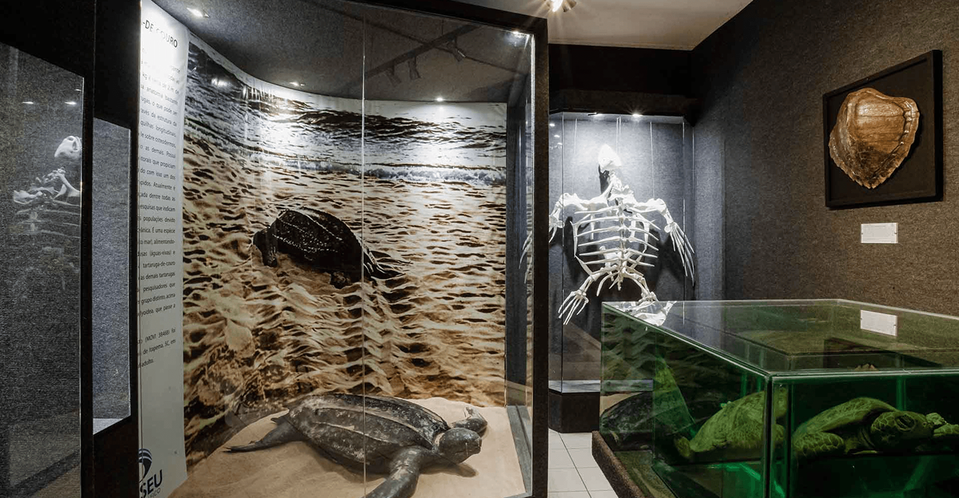 Os répteis marinhos são restritos a apenas 14 espécies. A coleção do MOVI é majoritariamente composta por tartarugas marinhas. No Brasil ocorrem cinco espécies, todas apresentadas nesta ala. A exposição é a mais completa já montada e contempla vários aspectos da biologia e da ecologia desses animais, apresentando desde os pequenos filhotes até as tartatugas-marinhas-gigantes.
