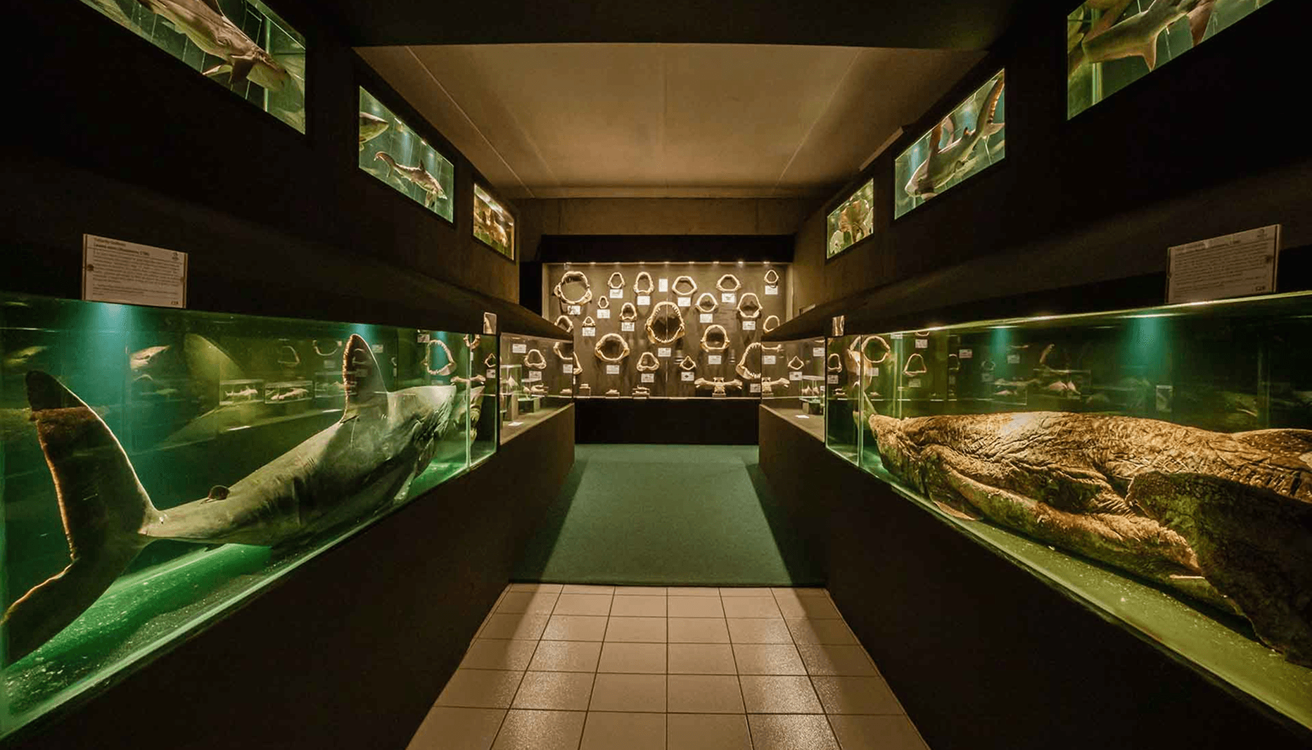 Nesta ala é apresentada uma grande variedade de tubarões e raias, com exemplares únicos, incluindo animais costeiros, oceânicos, de profundidade e ameaçados de extinção. São expostos dentes e maxilas das principais espécies deste grupo, incluindo a única maxila de tubarão branco em exposição no Brasil. Outro setor contempla as formas de reprodução deste grupo, revelando a grande adaptação a diferentes habitats marinhos. Também completam esta ala quatro aquários que representam os habitats destes animais na natureza.
