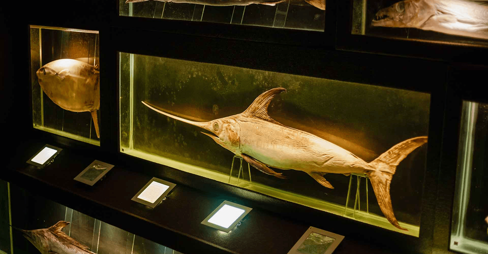 Esta ala conta a história da vida através de fósseis de cada era geológica. Peças históricas contextualizam o fascínio das antigas civilizações pelo mar, contando como foram as grandes navegações de descobrimento e apresentando os grandes expoentes da oceanografia. Também são apresentadas as modernas tecnologias de exploração oceânica.